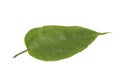 Laurel clockvine leaf Royalty Free Stock Photo
