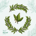Laurel Bay leaf vector collection Royalty Free Stock Photo