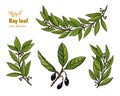 Laurel Bay leaf twig and fruit vector collection Royalty Free Stock Photo