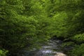 Laurel Creek  in The Tennessee Smoky Mountains Royalty Free Stock Photo