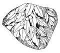 Laurel Design Fragment is a design found on a Roman marble relief, vintage engraving