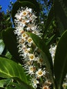 This laurel flower is deadly dangerous as all parts of this popular hedging plant are poisonous