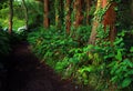 Subtropical forest of Sete cidades in Sao Miguel island