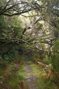Laurel forest on Madeira