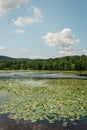Laurel Lake, at Pine Grove Furnace State Park, in Pennsylvania