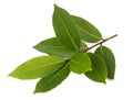 Laurel Laurus nobilis