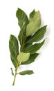 Laurel Laurus nobilis branch Royalty Free Stock Photo