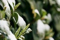 Laurel Laurus Nobilis green leaves and buds