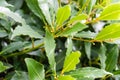 Laurel laurus nobilis lauraceae leaf close up