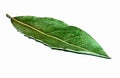 Laurel leaf