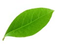 Laurel leaf Royalty Free Stock Photo