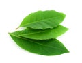 Laurel leaf Royalty Free Stock Photo