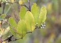 Smilax Laurel Leaf Greenbrier leaves and fruit in the fall in the Okefenokee Swamp Georgia Royalty Free Stock Photo