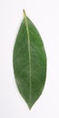 Laurel leaf isolated on white background. Fresh bay leaves. Top view Royalty Free Stock Photo