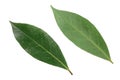Laurel leaf isolated on white background. Fresh bay leaves. Top view Royalty Free Stock Photo