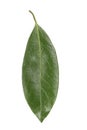 Laurel leaf isolated on white background. Fresh bay leaves. Top view Royalty Free Stock Photo