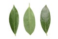 Laurel leaf isolated on white background. Fresh bay leaves. Top view Royalty Free Stock Photo