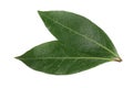 Laurel leaf isolated on white background. Fresh bay leaves. Top view Royalty Free Stock Photo