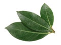 Laurel leaf isolated on white background. Fresh bay leaves. Top view Royalty Free Stock Photo