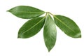 Laurel leaf isolated on white background. Fresh bay leaves. Top view Royalty Free Stock Photo
