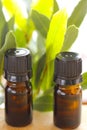 Laurel leaf oil.Bay leaf oil bottles on brown wood table with green sprigs of bay leaf.Essential oil set. Aromatherapy