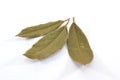 Laurel leaves Royalty Free Stock Photo