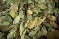 laurel leaves closeup, dried laurel