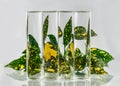 Laurel leaves refracted by water in glass vase. Science, art. Royalty Free Stock Photo