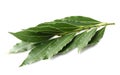 Laurel leaves