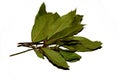 Laurel leaves on a white background.Bay leaf.Herbs and spices for cooking by chefs in Royalty Free Stock Photo