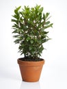 Laurel plant in pot