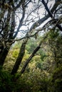 Laurel rain forest in La Gomera