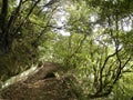 Laurel relict forest in Madeira