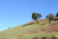 Laurel tree in laurel forest or laurissilva on a hill in evergreen forest with people hiking on Madeira island, Portugal