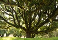 Laurel tree Royalty Free Stock Photo