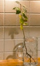 Laurel tree seedling in a glass of water. Kitchen background. Naturally obtained herbs.