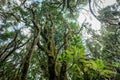 Laurel trees inside thick forest, rainforest