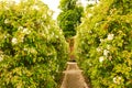 A laurel walkway. Royalty Free Stock Photo