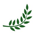 Laurel wreath isolated on white. Green leaf natural plant tree Royalty Free Stock Photo