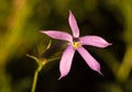 Laurentia flower covered with morning dew