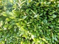 Laurer hedge Royalty Free Stock Photo