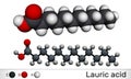 Lauric acid, dodecanoic acid, C12H24O2 molecule. It is a saturated fatty acid. Molecular model Royalty Free Stock Photo