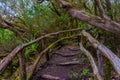 Laurisilva rainforest at Garajonay national park at La Gomera, Canary Islands, Spain