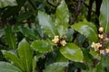 Laurus nobilis or bay tree flowering branch