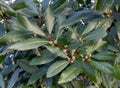 Laurus nobilis or bay tree or laurel flowering plant Royalty Free Stock Photo