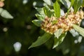 Laurus nobilis, Grecian laurel or sweet true laurel is an aromatic evergreen tree or large shrub with green