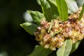 Laurus nobilis, Grecian laurel or sweet true laurel is an aromatic evergreen tree or large shrub with green