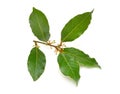 Laurus nobilis. Its common names include bay tree bay laurel, sweet bay, true laurel, Grecian laurel, or simply laurel