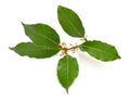 Laurus nobilis. Its common names include bay tree bay laurel, sweet bay, true laurel, Grecian laurel, or simply laurel
