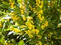 Laurus nobilis - Laurel on bloom in springtime Royalty Free Stock Photo